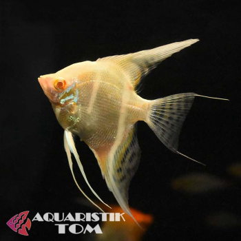 Diamant Skalar, Pterophyllum scalare Diamant